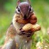 Quizzical Nuts